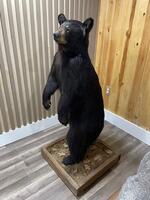 PUBLIC TIMED ONLINE AUCTION TAXIDERMY COLLECTION, BEAR, MOOSE, DEER Auction Photo