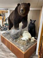PUBLIC TIMED ONLINE AUCTION TAXIDERMY COLLECTION, BEAR, MOOSE, DEER Auction Photo
