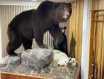 PUBLIC TIMED ONLINE AUCTION TAXIDERMY COLLECTION, BEAR, MOOSE, DEER Auction Photo