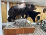 PUBLIC TIMED ONLINE AUCTION TAXIDERMY COLLECTION, BEAR, MOOSE, DEER Auction Photo