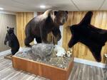 PUBLIC TIMED ONLINE AUCTION TAXIDERMY COLLECTION, BEAR, MOOSE, DEER Auction Photo