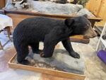 PUBLIC TIMED ONLINE AUCTION TAXIDERMY COLLECTION, BEAR, MOOSE, DEER Auction Photo