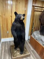 PUBLIC TIMED ONLINE AUCTION TAXIDERMY COLLECTION, BEAR, MOOSE, DEER Auction Photo