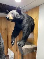 PUBLIC TIMED ONLINE AUCTION TAXIDERMY COLLECTION, BEAR, MOOSE, DEER Auction Photo