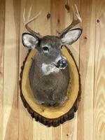 PUBLIC TIMED ONLINE AUCTION TAXIDERMY COLLECTION, BEAR, MOOSE, DEER Auction Photo