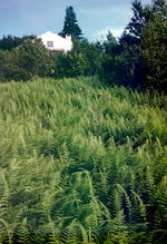 Parcel #2 View to Thistle Cottage Auction Photo