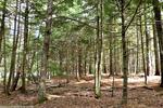 4.12+/- Acre Waterfront Parcel, Lot#5 Peaceful Point Rd., Waltham, Maine Auction Photo