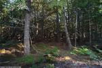 4.12+/- Acre Waterfront Parcel, Lot#5 Peaceful Point Rd., Waltham, Maine Auction Photo