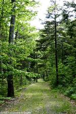 4.12+/- Acre Waterfront Parcel, Lot#5 Peaceful Point Rd., Waltham, Maine Auction Photo