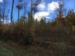 6.2+/- Acres, Lot#12 Overlook Drive, Amherst, Maine Auction Photo