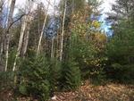 1.84+/- Acre Home Site, Lot #6, Rt. 43, Hudson, Maine Auction Photo