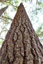 Auction Parcel #2 Auction Photo