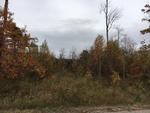 85+/- Acres - (4) Parcels - Bucksport, Maine Auction Photo