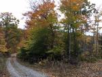 85+/- Acres - (4) Parcels - Bucksport, Maine Auction Photo