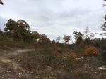 85+/- Acres - (4) Parcels - Bucksport, Maine Auction Photo