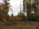 85+/- Acres - (4) Parcels - Bucksport, Maine Auction Photo