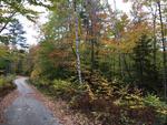 85+/- Acres - (4) Parcels - Bucksport, Maine Auction Photo