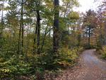 85+/- Acres - (4) Parcels - Bucksport, Maine Auction Photo