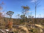 313+/- Acres - (11) Parcels - Orrington, Maine Auction Photo