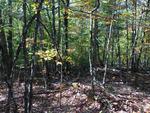313+/- Acres - (11) Parcels - Orrington, Maine Auction Photo