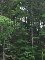 2,720+/-SF Custom Waterfront Home - 2+/- AC - 200+/- Shorefront on Perry Cove  Auction Photo