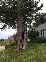 5BR Antique Colonial - Barn - 4.4+/- Acres Auction Photo