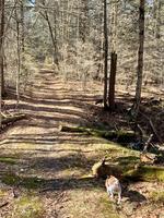 7.8+/- Acre Waterfront Home Site - Middle Bay Auction Photo